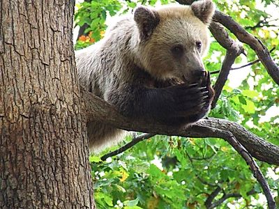 Extra Stop at the Bear Sanctuary Private Tour