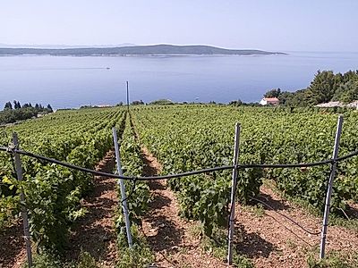 Oysters & Wine Tasting Half-Day Group Experience