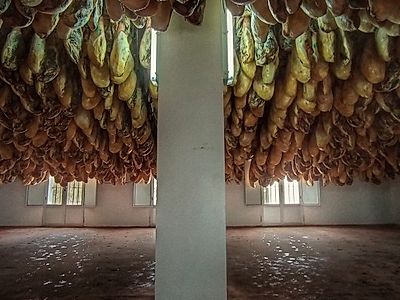 Iberian Pig Farm Private Day Trip